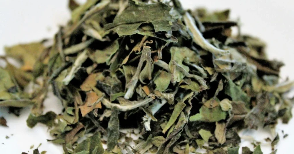 white tea caffeine