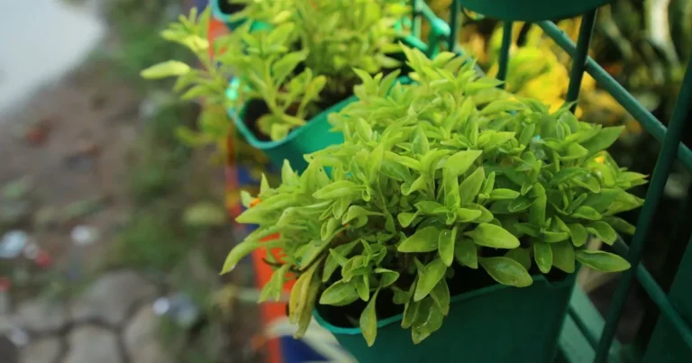 Green Tea Grow kits